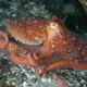 ¿Un pulpo gigante del Pacífico o su “hermano” camuflado? Flickr